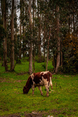 Vaca Araucania, comiendo entre pinos, Chile