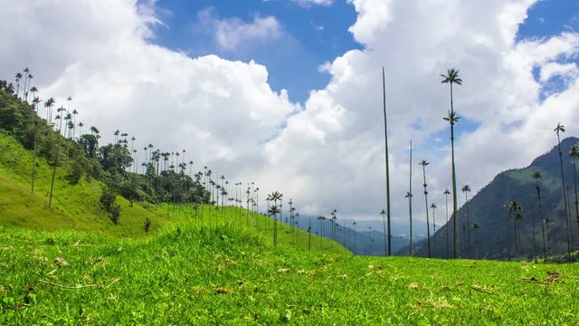 Wax Palms, Cocora Valley, Salento, Quindio, Colombia, Time Lapse, 4k