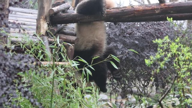 Playful Panda is having Fun on the Wood Beam by Hanging up side Down