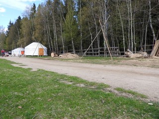 Dog sledding in summer in the Park, Sunny day