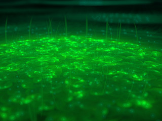 Abstrcat design of green leaves floating on lake with shiney droplets sparkling on the leaves. green background and texture with defth of field