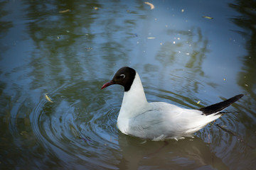 Adult ring-billed gull floating on the calm golden blue water of the St. Lawrence River during an early spring morning, Cap-Rouge area, Quebec City, Quebec, Canada