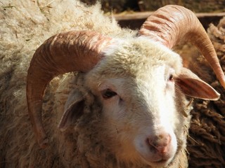 Ram of ancient breed of long-tailed sheep portrait sideview.