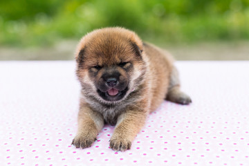 Obraz premium Close-up Portrait of cute and lovely two weeks old puppy breed shiba inu lying on the table