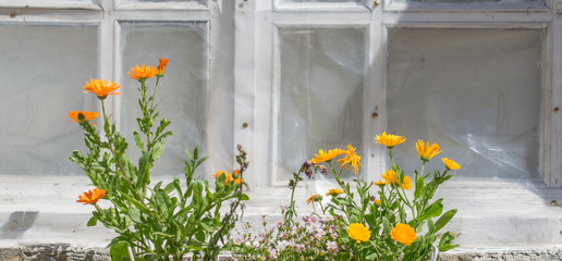 Fototapeta na wymiar Orange spring flowers on the window .Empty space for text 