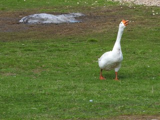 The domestic goose, which people keep as poultry for meat, eggs and down feathers, the goose grazes in the meadow. Farm concept.