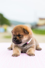 Profile Portrait of serious and lovely two weeks old puppy breed shiba inu sitting on the table
