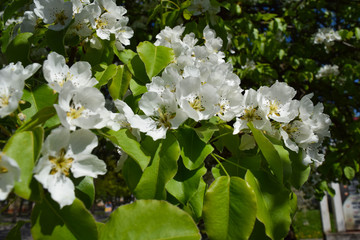 Flowering branch of pear. blooming spring garden. Flowers pear close-up. Blurred background. Pear blossom in early spring