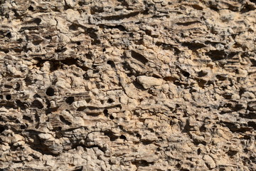 The structure of centenary wood eaten by wood pests