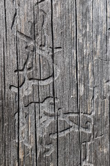 Mysterious message left on wood by wood pest