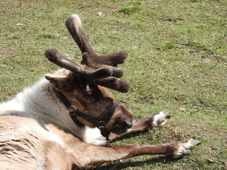 Young curious deer resting on the lawn in the zoo.