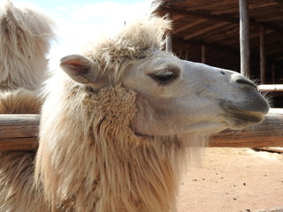 Camel on a farm in the nomad ethnic Park of the Moscow region, a clear day.