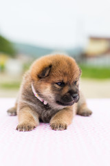 Profile Portrait of serious and lovely two weeks old puppy breed shiba inu sitting on the table