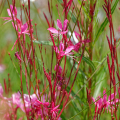 vibrant pink wild flowers close up in the meadows