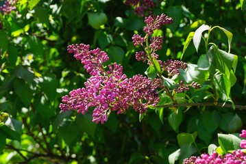 red small flowers of lilac on a branch with green leaves in the sunlight