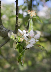 Apple Tree in Blossom