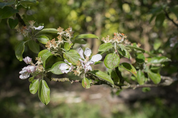 Apple Blossom Flower in Bloom