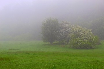 Obraz na płótnie Canvas Feld im Nebel