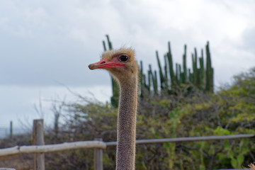 Ostrich head