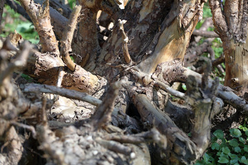 Large dried roots of trees as decoration of the yard