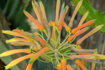 Beautiful blooming wild desert cactus flower. Close up.