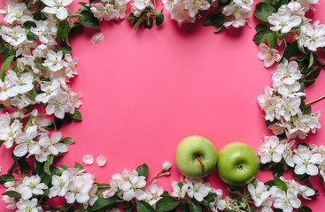Natural frame of blossoming apple trees and green leaves on a pink background made of pastel paper. Copy space and space to insert text. Two green apples.