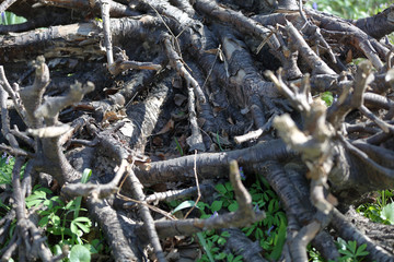 Large dried roots of trees as decoration of the yard