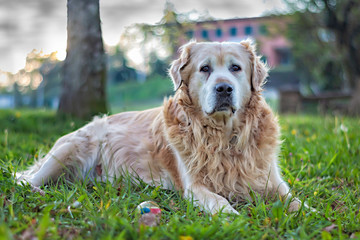 Golden retriever