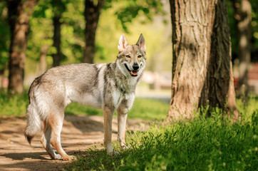 Czechoslovakian wolf dog beautiful spring portrait in the green forest
