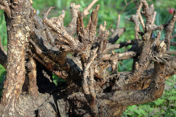 Large dried roots of trees as decoration of the yard