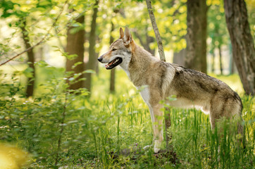 Naklejka na ściany i meble Czechoslovakian wolf dog beautiful spring portrait in the green forest
