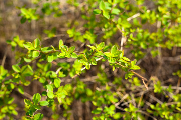 Fototapeta na wymiar Green leaves background Natural background