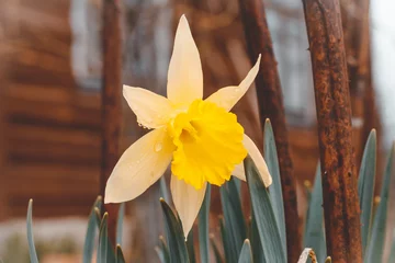 Fensteraufkleber natural street lighting. daffodil flower. have toning. shallow depth of field © sir270