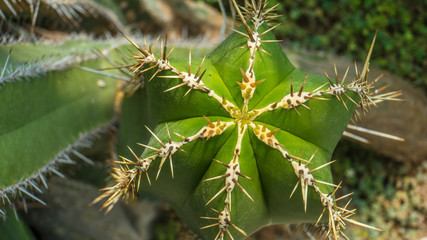 Two barrel cactus, top view. Close up, texture detail