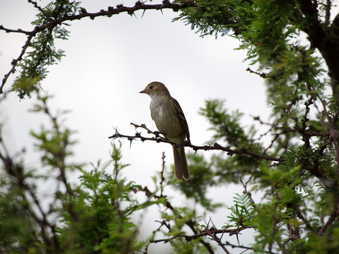 A small bird on an espinillo tree (Vachellia caven) in Rio Ceballos, Cordoba, Argentina.
