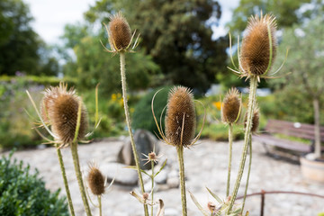 Obraz premium Close up of wild teasel (dipsacus fullonum, dipsacus sylvestris). In the back the gardens of Benediktbeuern monastery.
