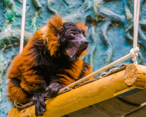 red ruffed lemur monkey making sound, critically endangered animal specie from Madagascar © Charlotte B