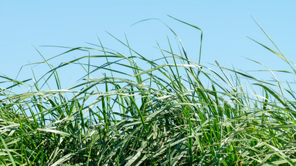 Grass on the dike on the Elbe in Germany