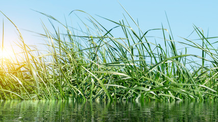 Grass on the dike on the Elbe in Germany