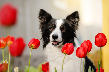 border collie dog beautiful portrait with flowers magical light spring park walk with a dog
