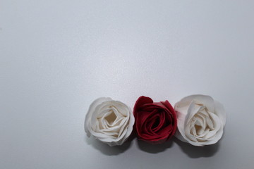 red and white rose on white background