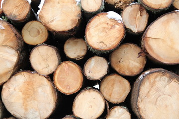 Catasta di legna