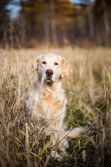 Portrait of beautiful beige dog breed golden retriever sitting in the withered rye field in autumn
