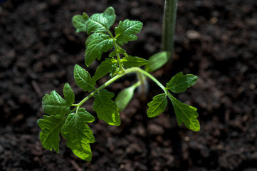 Tomato seedlings