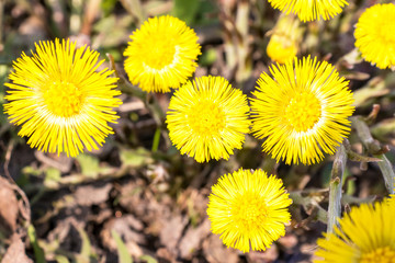 Bright yellow foalfoot flowers tussilago farfara on stony floor. Group of spring flowers - obrazy, fototapety, plakaty