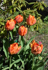 orange tulips parrot 'Salmon Parrot' on the rhododendron background
