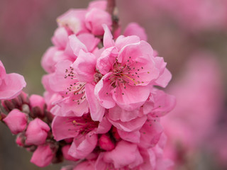 Branch of pink blooming Dwarf-Nectarine, Prunus nucipersica. Spring landscape. Interior foto