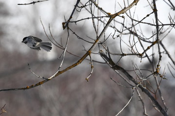 Black-Capped Chickadee