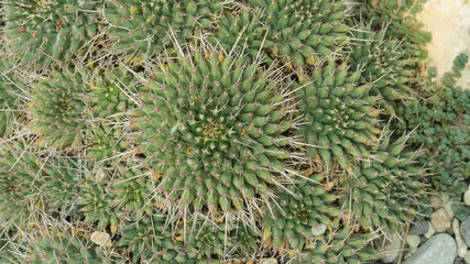 natural texture many small green cactus. close up.