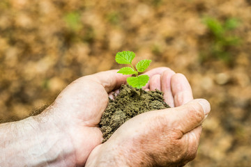 Male hands holding a seedling  with soil. Global warming. Planting a trees.